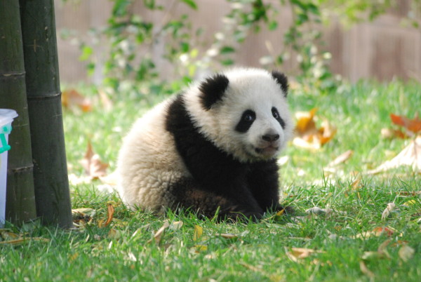 2011 kamen 21 Große Pandas auf die Welt