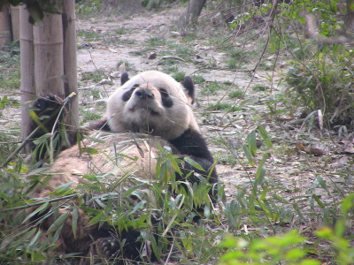Wu Yi 五 一 oder 51 g Giant Panda
