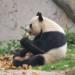 Panda_Konditorei