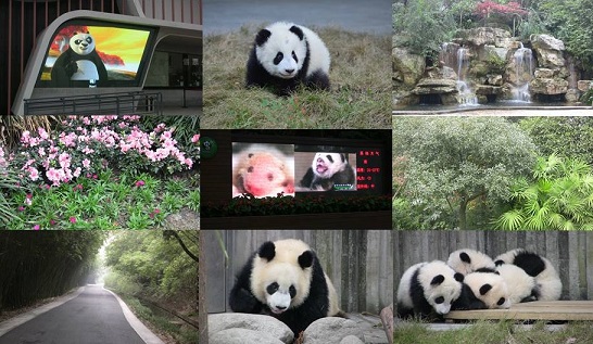 Die Großen Pandas Aktivitäten auf Chengdu Panda Base