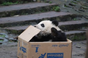 Panda Patenschaftspaket