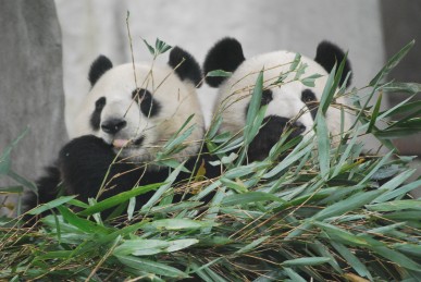 Zwei Große Pandas für Yunnan Park