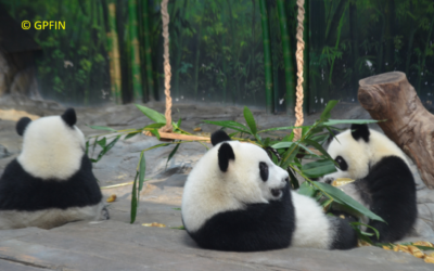 Giant Panda: Freundschaftstag