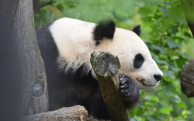 Wiener Pandas kehren nach China zurück